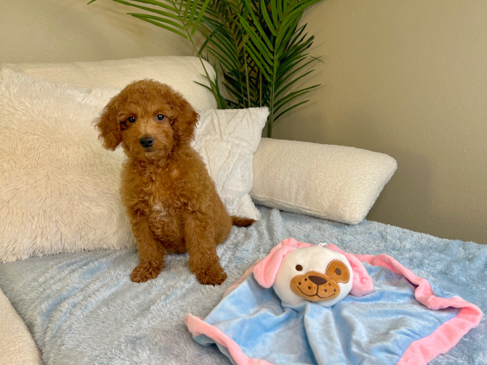 Cute Mini Goldendoodle Poodle Mix Pup