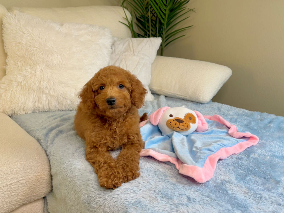 Cute Mini Goldendoodle Poodle Mix Pup