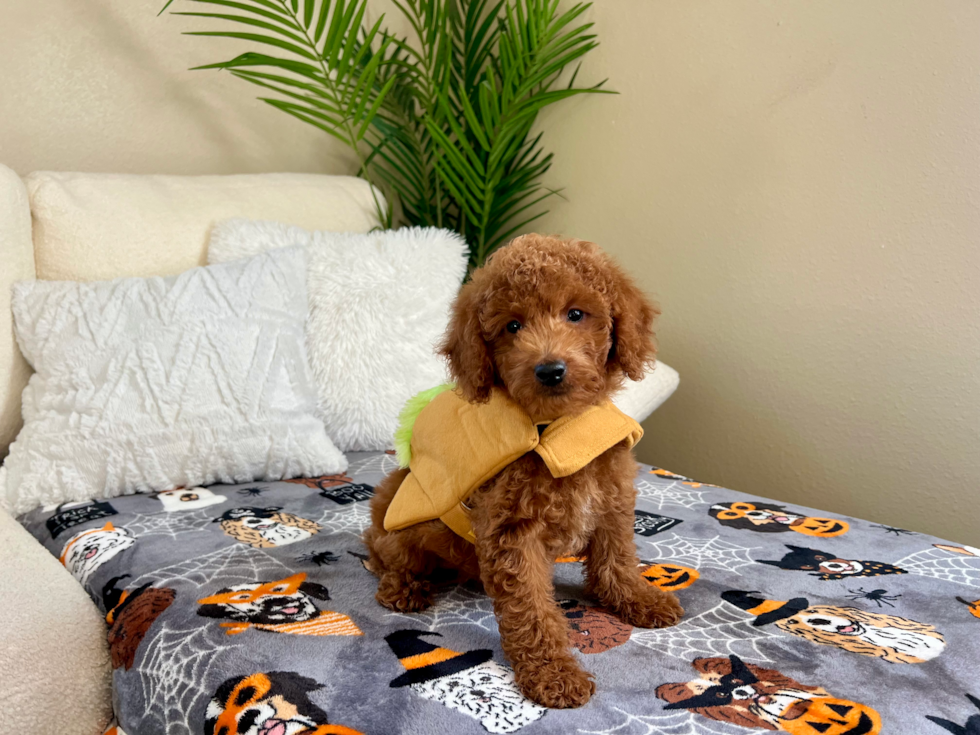 Mini Goldendoodle Pup Being Cute