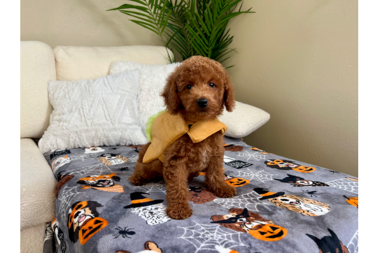 Mini Goldendoodle Pup Being Cute