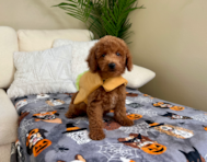 11 week old Mini Goldendoodle Puppy For Sale - Lone Star Pups