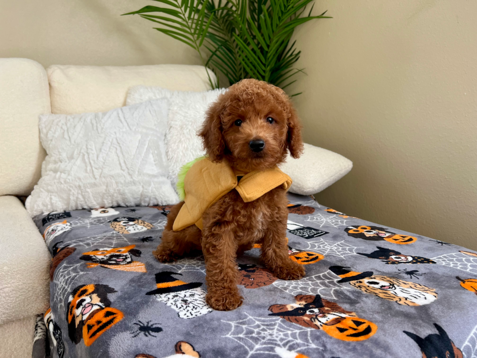 Mini Goldendoodle Pup Being Cute