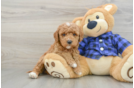 Best Mini Goldendoodle Baby