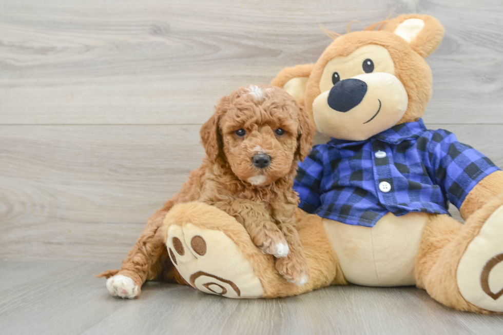 Best Mini Goldendoodle Baby