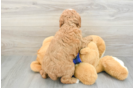Friendly Mini Goldendoodle Baby