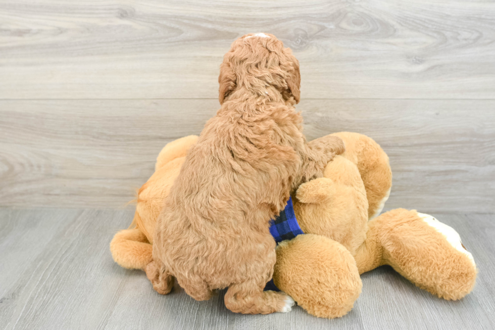 Friendly Mini Goldendoodle Baby