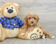 9 week old Mini Goldendoodle Puppy For Sale - Lone Star Pups