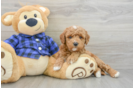 Best Mini Goldendoodle Baby