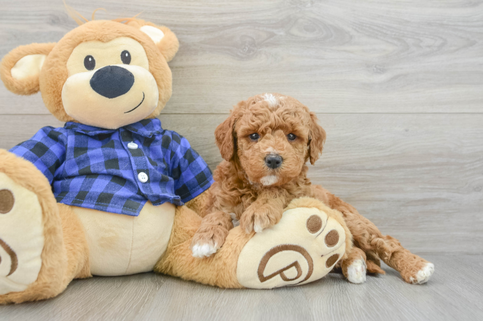 Best Mini Goldendoodle Baby