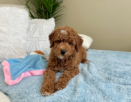 10 week old Mini Goldendoodle Puppy For Sale - Lone Star Pups