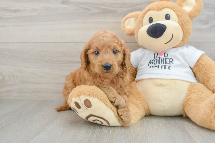 Best Mini Goldendoodle Baby