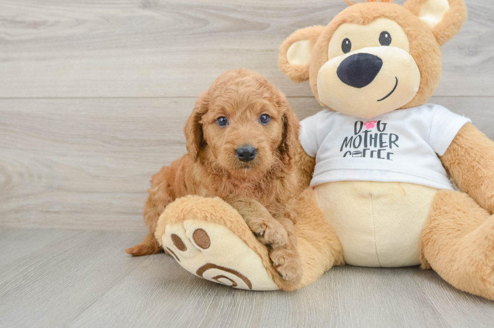 6 week old Mini Goldendoodle Puppy For Sale - Lone Star Pups