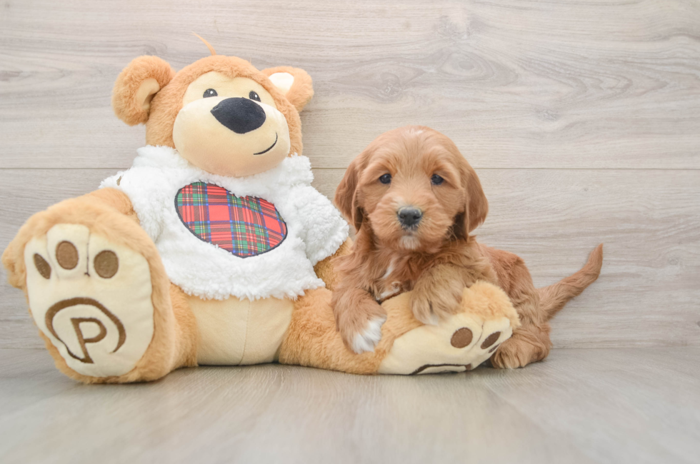 5 week old Mini Goldendoodle Puppy For Sale - Lone Star Pups