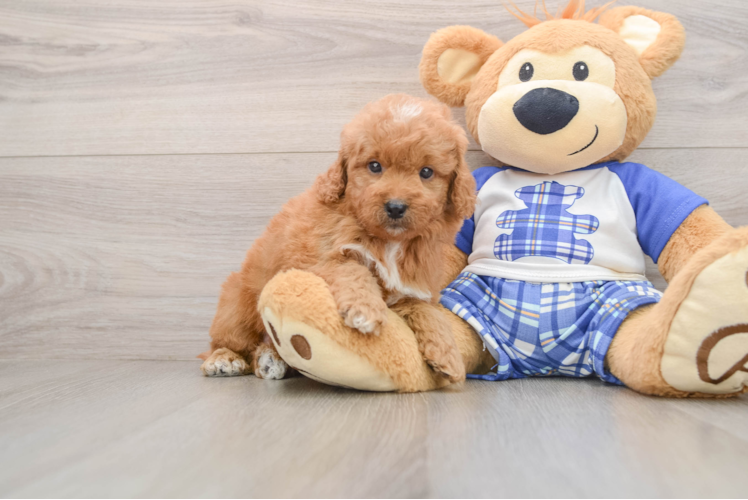 Mini Goldendoodle Pup Being Cute