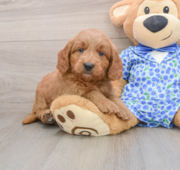7 week old Mini Goldendoodle Puppy For Sale - Lone Star Pups