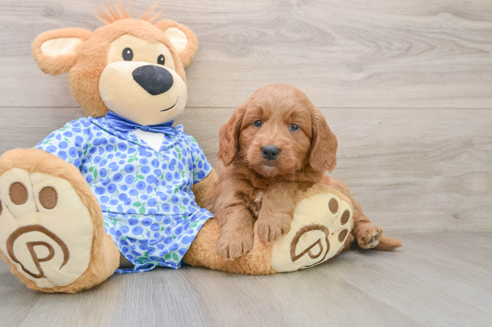 Mini Goldendoodle Pup Being Cute