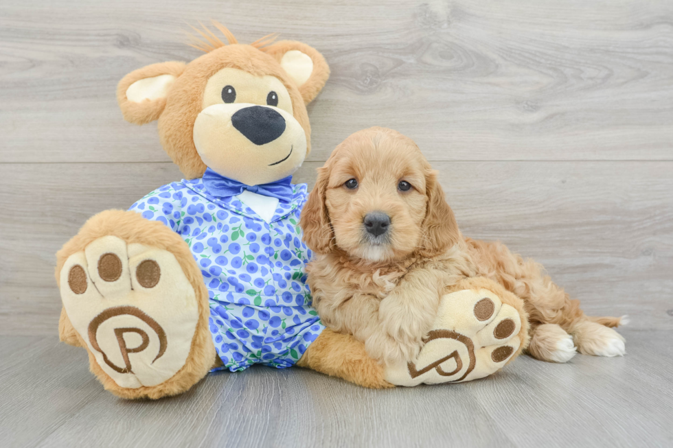 Best Mini Goldendoodle Baby