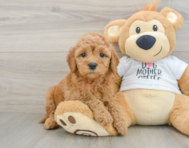 7 week old Mini Goldendoodle Puppy For Sale - Lone Star Pups