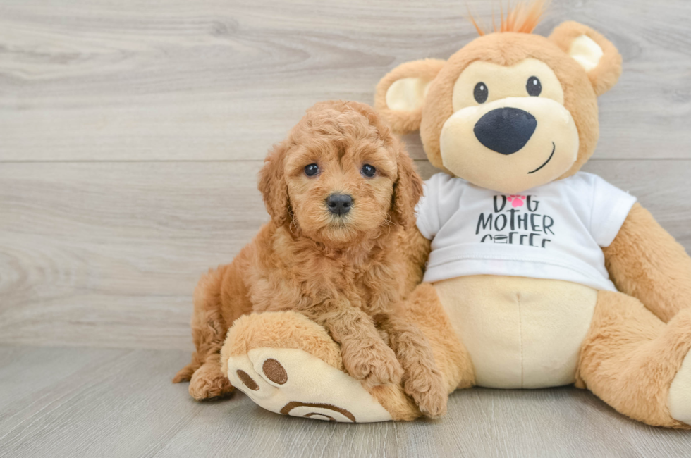 6 week old Mini Goldendoodle Puppy For Sale - Lone Star Pups