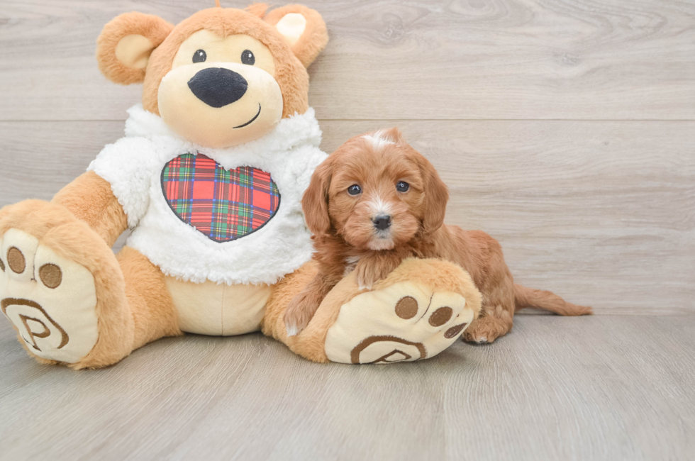 5 week old Mini Goldendoodle Puppy For Sale - Lone Star Pups