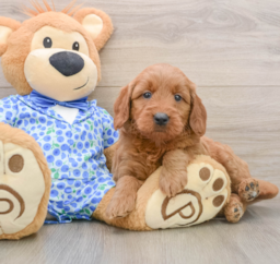 7 week old Mini Goldendoodle Puppy For Sale - Lone Star Pups