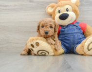 7 week old Mini Goldendoodle Puppy For Sale - Lone Star Pups