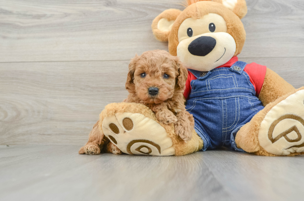 6 week old Mini Goldendoodle Puppy For Sale - Lone Star Pups