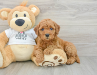 7 week old Mini Goldendoodle Puppy For Sale - Lone Star Pups