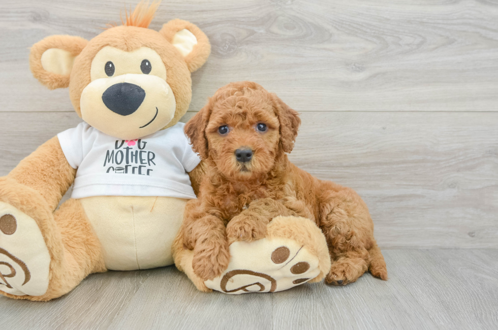 6 week old Mini Goldendoodle Puppy For Sale - Lone Star Pups