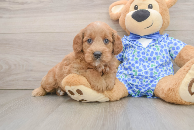 Little Mini Goldenpoo Poodle Mix Puppy