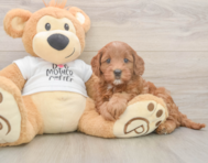 7 week old Mini Goldendoodle Puppy For Sale - Lone Star Pups