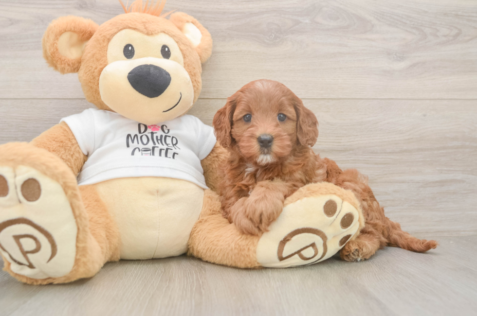 6 week old Mini Goldendoodle Puppy For Sale - Lone Star Pups