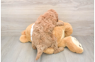 Smart Mini Goldendoodle Poodle Mix Pup