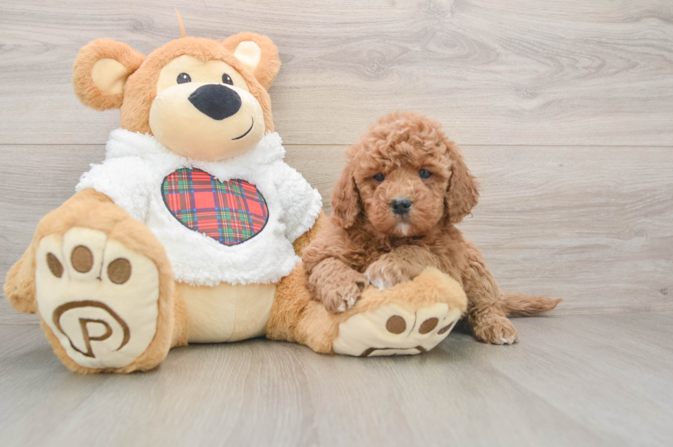 5 week old Mini Goldendoodle Puppy For Sale - Lone Star Pups