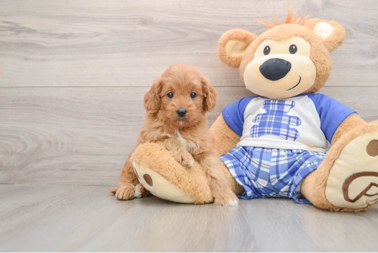 Little Mini Goldenpoo Poodle Mix Puppy