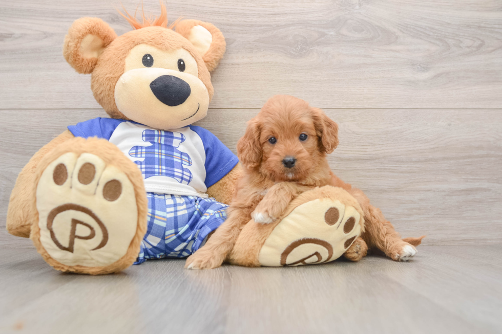 Best Mini Goldendoodle Baby