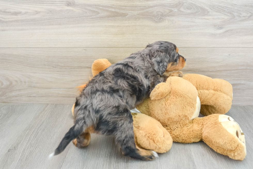 Cute Mini Goldendoodle Baby