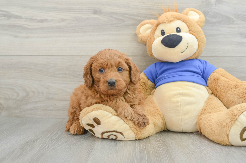 6 week old Mini Goldendoodle Puppy For Sale - Lone Star Pups