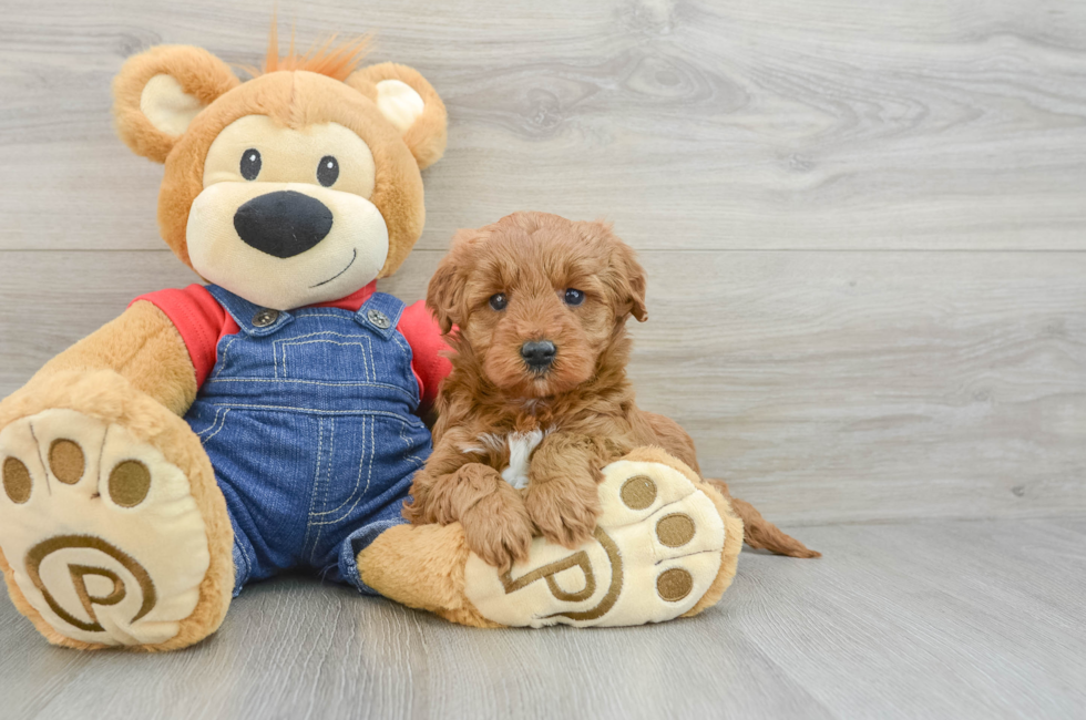 6 week old Mini Goldendoodle Puppy For Sale - Lone Star Pups