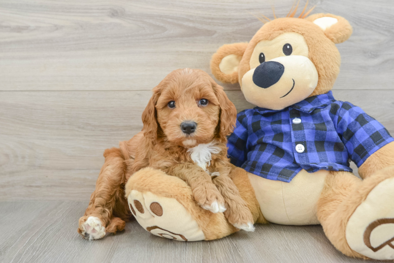 Meet Livi - our Mini Goldendoodle Puppy Photo 1/3 - Lone Star Pups