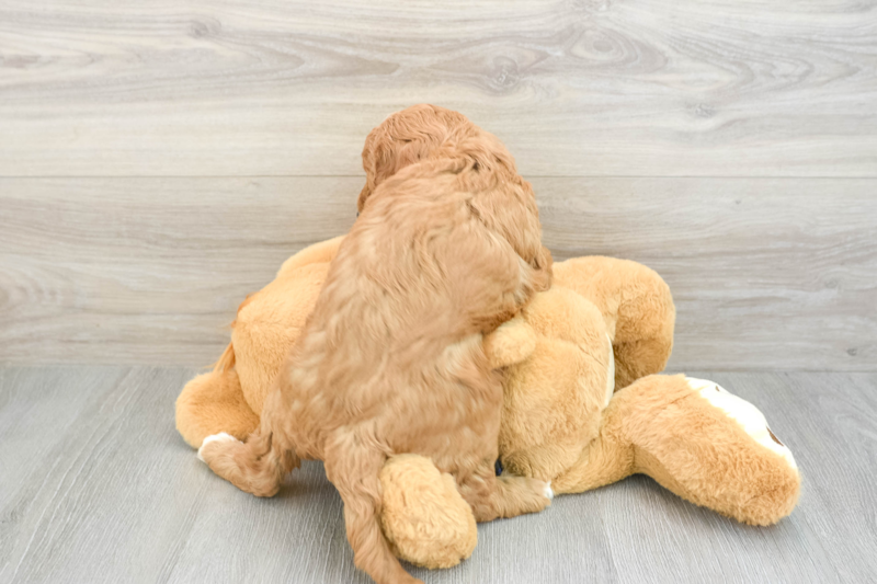 Meet Livi - our Mini Goldendoodle Puppy Photo 2/3 - Lone Star Pups