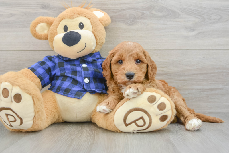 Meet Livi - our Mini Goldendoodle Puppy Photo 3/3 - Lone Star Pups