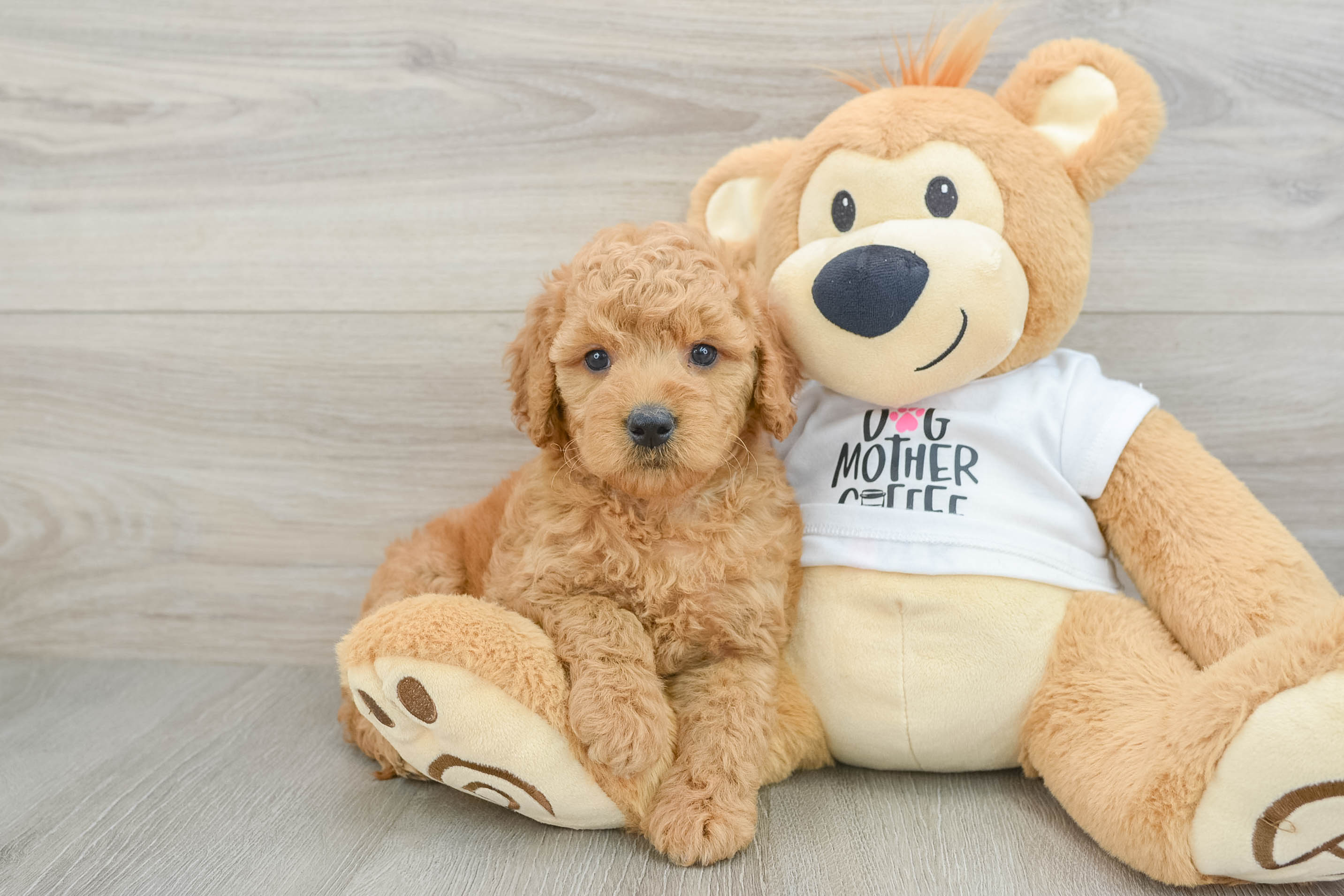 Best Mini Goldendoodle Baby