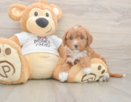 7 week old Mini Goldendoodle Puppy For Sale - Lone Star Pups