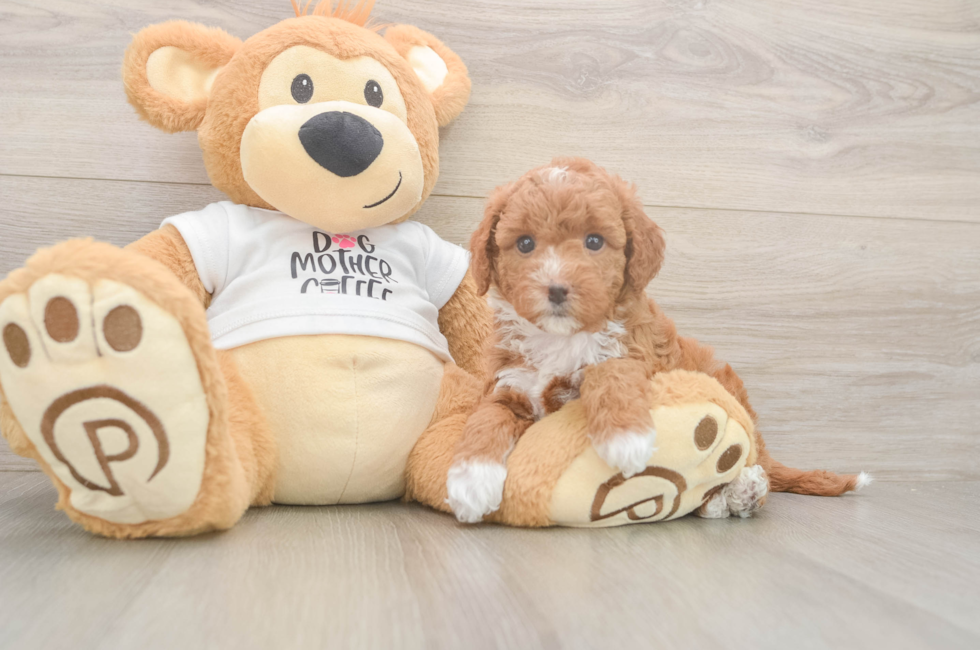 6 week old Mini Goldendoodle Puppy For Sale - Lone Star Pups
