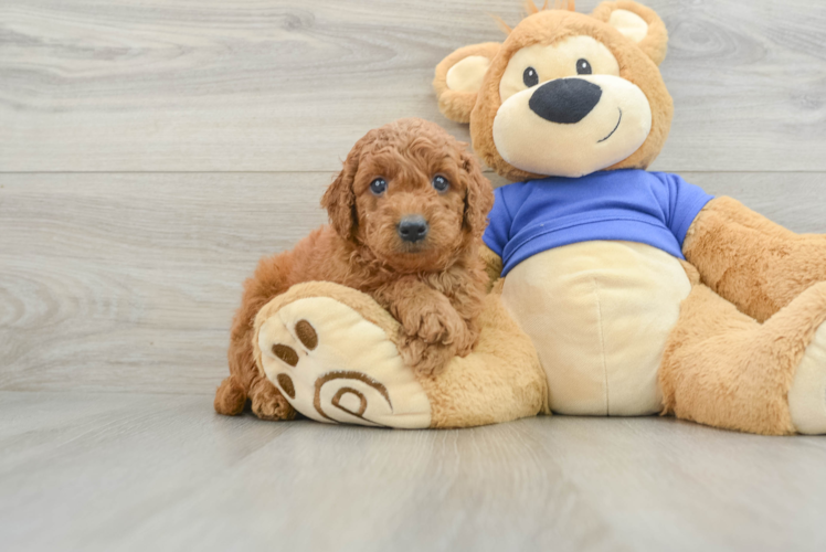 Energetic Golden Doodle Poodle Mix Puppy