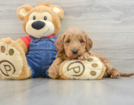 6 week old Mini Goldendoodle Puppy For Sale - Lone Star Pups