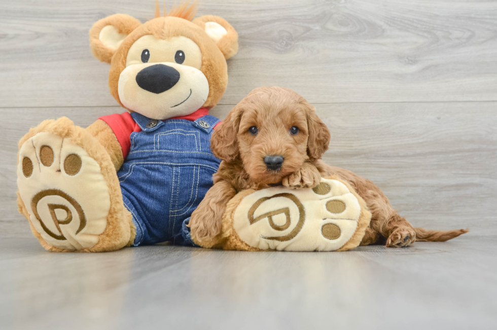 6 week old Mini Goldendoodle Puppy For Sale - Lone Star Pups