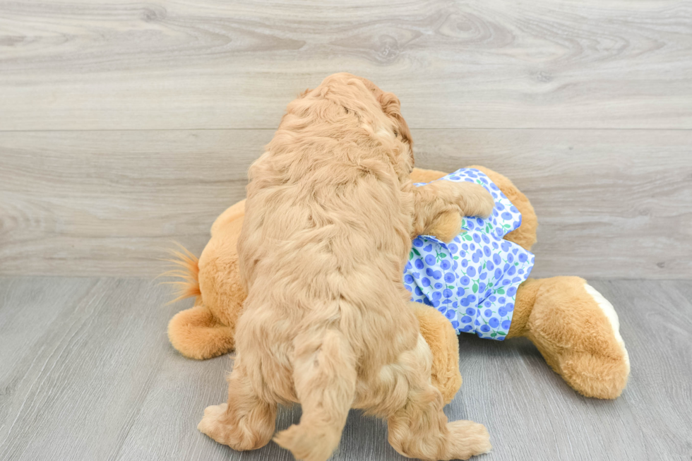 Adorable Golden Retriever Poodle Mix Poodle Mix Puppy