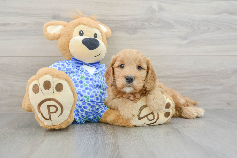 Adorable Golden Retriever Poodle Mix Poodle Mix Puppy